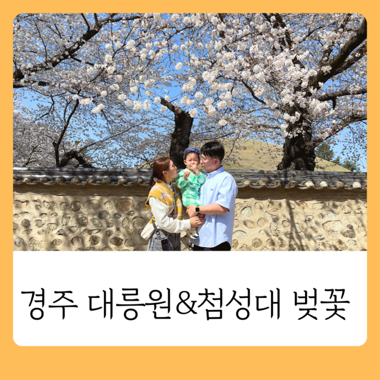 4월 1일 경주 대릉원 첨성대 벚꽃 상황