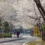 방화근린공원 ‘벚꽃터널’서 인생사진 건져볼까
