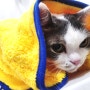고양이 목욕잘시키는 법/ 페스룸샤워기, 페스룸타월