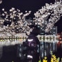 경북 벚꽃 명소 :: 김천 연화지, 실시간 개화, 주차장, 먹거리