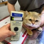 미국 LA 공항으로 가는 동물검역 절차를 진행한 브리티쉬숏헤어 호동이 : 강아지 고양이 미국 데려가기