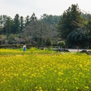 제주 항파두리 항몽유적지 4월 유채꽃 나홀로나무