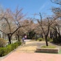 석촌호수 벚꽃 현재 모습 입니다. (3월 31일)