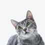 [고양이 정보] 고양이는 어떤 행동을 싫어할까?