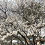 다산 생태공원 드라이브, 3월 말 벚꽃 보러 가기 개화 상황, 드라이브하기 좋은 곳