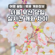 서울 부산 벚꽃 실시간 비교로 알아보는 만개시기