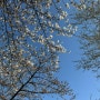 여의도 벚꽃상황 2024년 4월 1일 월요일