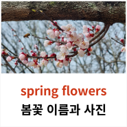 봄꽃 종류 이름과 사진 그리고 영어로 표현하기