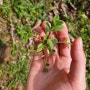 [식물] 3월 말 4월 초 길에서 관찰할 수 있는 식물들(1)