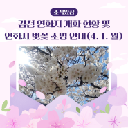 김천 벚꽃 명소 연화지 개화 현황, 연화지 벚꽃 조명 안내(4.1.월)