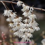 경기도 파주 율곡수목원 2024년 4월 1주차 풍경(미선나무꽃 군락지, 산수유꽃, 목련, 홍매화)