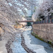 부산 숨은 벚꽃 명소 만덕 덕천천 산책로 만개 실시간