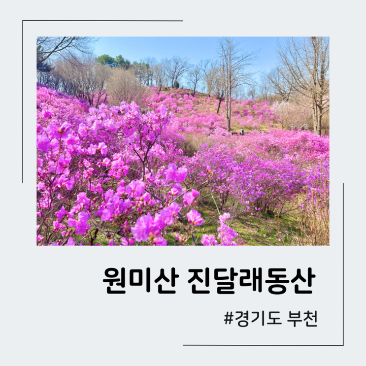 부천 진달래 동산 원미산 진달래꽃축제 개화상태