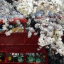대구 벚꽃 명소 이월드 벚꽃 실시간 몽글 몽글 산책 빨간버스 83타워 가는 길