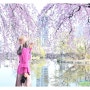 경남 창녕군 영산 연지못. 만년교 수양벚꽃 봄나들이
