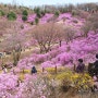부천 원미산 진달래꽃축제 꽃구경 후기