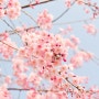 에덴벚꽃길 벚꽃축제