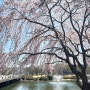 카이스트 벚꽃 4월1일 방문 만개해서 너무 예뻐