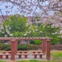부산 숨은 벚꽃 명소 :: 부경대학교 용당캠퍼스