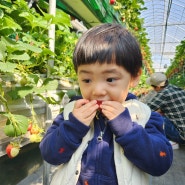 화성 아기농부 경기도 딸기체험 농장 먹으러 갔니