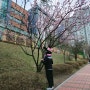 수원 광교호수공원 아이랑 벚꽃 명소 나들이 개화시기 위치