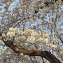 대구근교 성주 성밖숲 벚꽃개화상황 벚꽃명소 4월1일방문