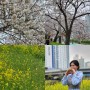 부산벚꽃명소 2024 부산 벚꽃 개화상황 ft. 부산온천천거리