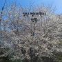 부산근교 가볼만한곳 양산 드라이브 코스 법기수원지 벚꽃만개