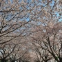 부산 사상구 삼락공원 벚꽃축제 2024