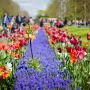 유럽에서 봄꽃을 볼 수 있는 가장 아름다운 장소 8곳