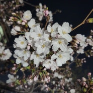 4월 1일 수원 (우시장천) 벚꽃 실시간 개화 현황