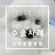 인천 슬개골 수술 전문 동물병원 정형외과 수술 전문 인천소래동물병원