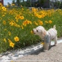 강아지 블로그/ 일상 블로그/ 강아지랑 꽃구경 하는 봄 (5개월 푸들, 3살 푸들)
