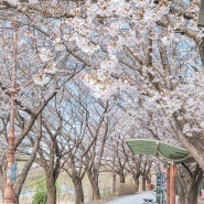 안양천 벚꽃 실시간 개화 상황(4월 1일 기준) 벚꽃 보기 좋은 위치 안양천 벚꽃축제 일정