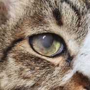 호주동종 아이오린스로 고양이 각막궤양 치료했던 이야기