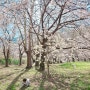 경남벚꽃놀이/ 밀양삼랑진 안태마을,안태공원벚꽃