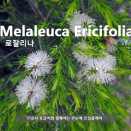 비염, 부비동염이 고민이라면, 로잘리나 Melaleuca Ericifolia 오일 학명, 추출법, 사용법, 화학성분, 주의사항