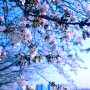 2024년 순천의 봄; 동천 벚꽃