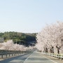 [3년 전 오늘] 남해설천 왕지벚꽃길,한국의 아름다운 길, 왕지벚꽃터널,하동 금남면 해안길