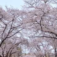 대구 벚꽃 명소 영남대 벚꽃 개화 상황 24년 3월 31일