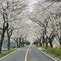 벚꽃 터널 드라이브 울산 차리 마을 벚꽃 숨겨진 명소