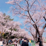 경주여행:: 경주벚꽃축제/경주 1박2일 여행[경주 맛집/황리단길+울산까지 둘러보기]