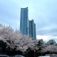 부산 해운대 달맞이고개 벚꽃 명소 현황 4월 2일 실시간