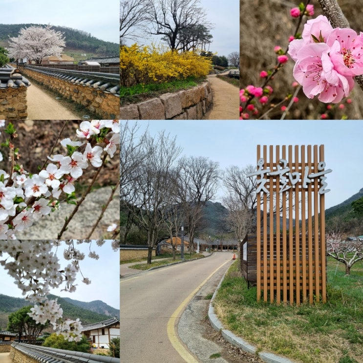 Today is... 옻골마을 산책 : 몽글몽글 피어난 봄꽃들