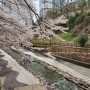 부산만덕 벚꽃명소 동원아파트 동원다리 산책로