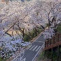 하동 십리 벚꽃길, 화개장터 맛집 섬진강 벚굴 (4/1 방문)