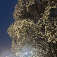 대전 벚꽃명소(3월31일)카이스트 벚꽃 만개 대전여행 실시간 오리연못 야간벚꽃
