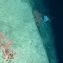 바다의 비밀: 해양 생태계의 경이로움 발견