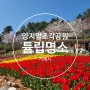 거제튤립 벚꽃명소 거제능포 양지암조각공원