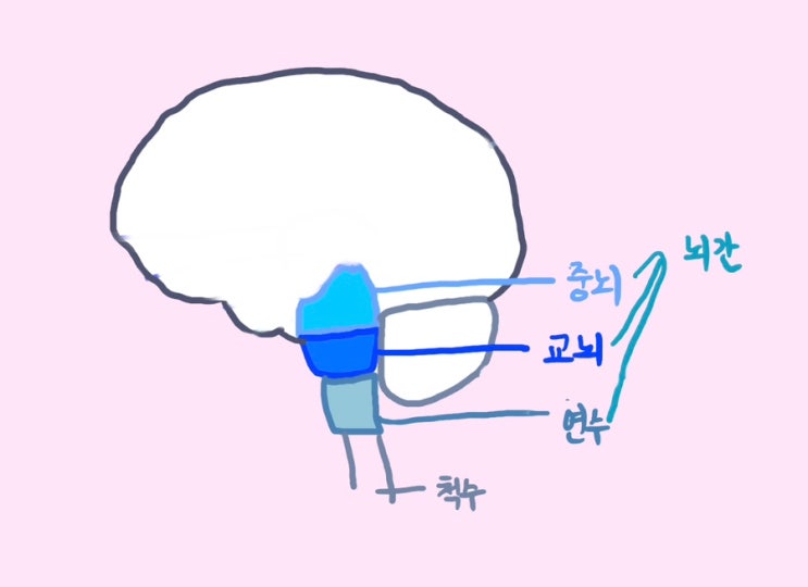 뇌줄기 뇌간 기능 구조, 중뇌 뇌교 다리뇌 연수 숨뇌 기능 역할 위치 : 네이버 블로그